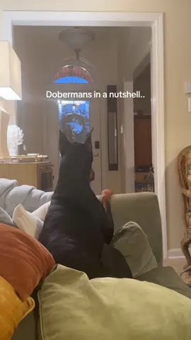Dog is afraid of its mother #funny #funnyvideos #funnytiktok #dog #funnydog #dogsoftiktok #dogs 