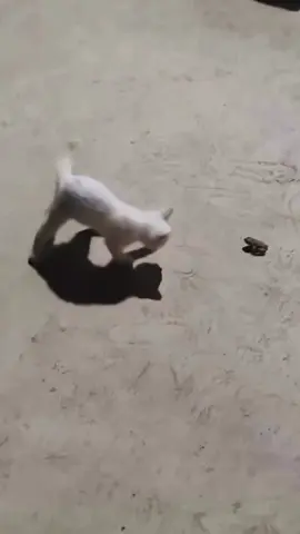 ألشعب الصيني ماله حل 