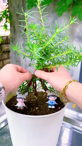 Hoa mười giờ #hoamuoigio #giadohoamuoigio #canhgionghoamuoigio #taodanghoamuoigio 