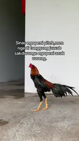 #ayambangkoksuper #ayambangkokindinesia #fyp #foryoupage #viral 