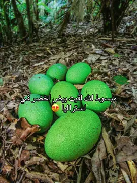 ودع الحياة  💀  الكاسواري العظيم - الشبنم .. . . #لايك #ناشيونال_جيوغرافيك #catlover #حيوانات #shakeittothemax          