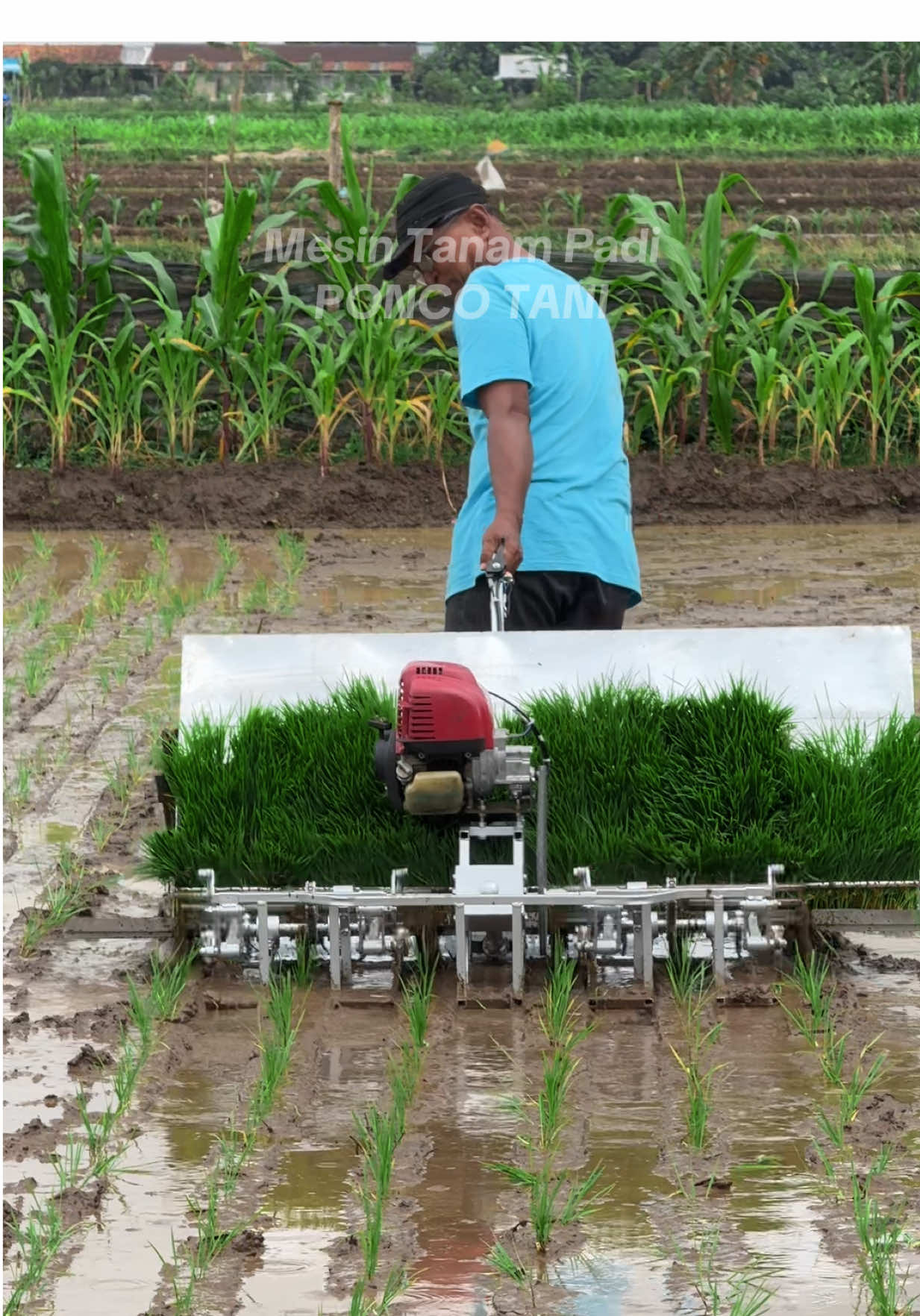 Mesin Tanam Padi Ponco Tani #poncotani  #mesintanampadi 