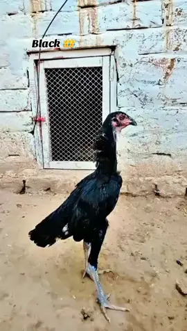 🔥 Apna shok 🔥  #foryou #aseellover #punjabdashoq #viraltiktok #foryoupage 