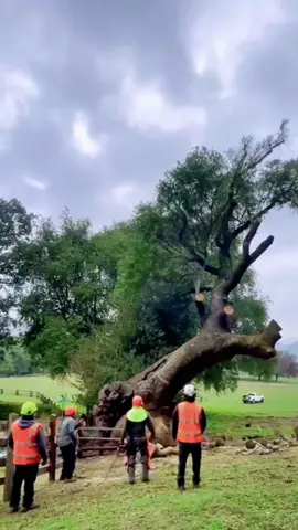 Dead wood removal #satisfying #fyp #asmr #oddlysatisfying #tree 