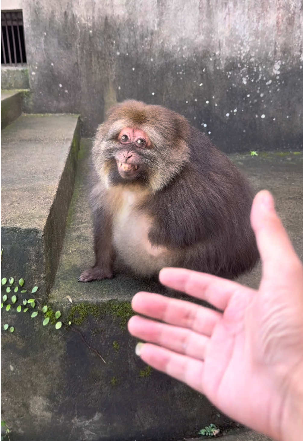 She was really happy to see me. #monkey #cute #monkeyxingxing #lovely  #animals 