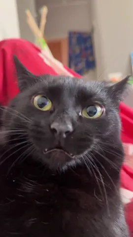 Daily dose of Harry #dailydoseofinternet #harryandarchie #harrythecat #kikvikpik #harrytheblackcat 