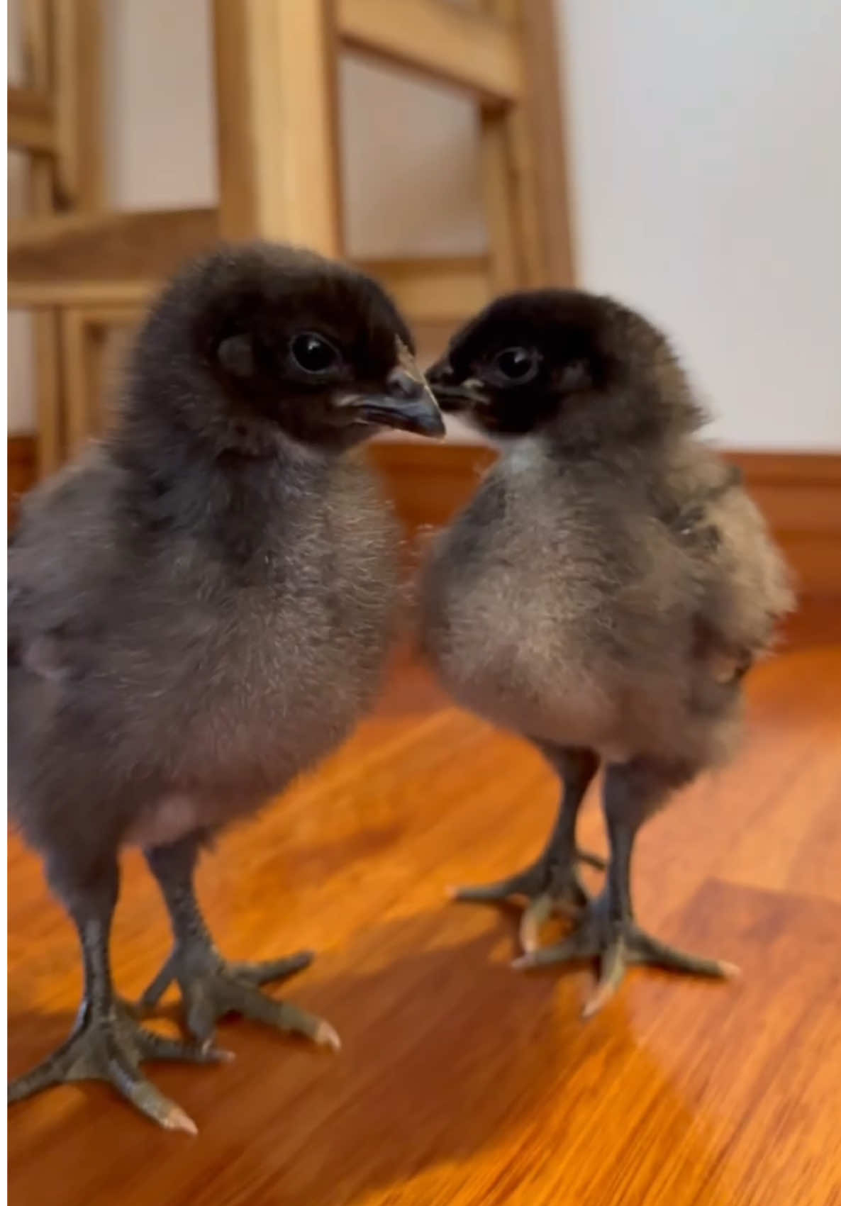 Truly a vicious animal 🤭🐔 #chickens #babychicks #chickentok #chickensoftiktok #chicks 