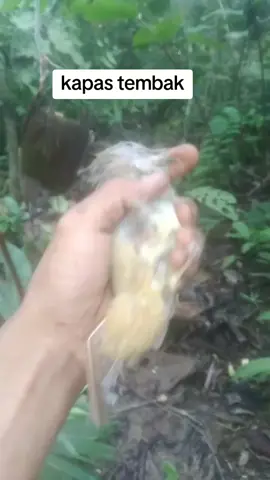 burung masteran handal. #burung #birds #kicaumania #katakata #reels 