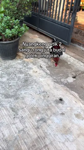 Adu nasib🔥#peternakmuda #perternakayambangkok #fypage 