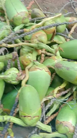 cengkir kelapa atau Bluluk kelapa #tembuluk #fyp #tiktokshop 