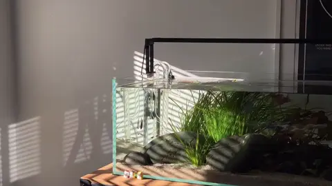 những ngày mưa, ta lại nhớ đến những ngày nắng #sun #aquascape #peace#fyp #xuhuong 