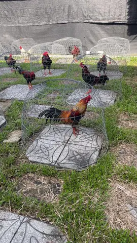 Tranh thủ chút nắng ngày mưa bão 😍#c1 #c2 #c3 