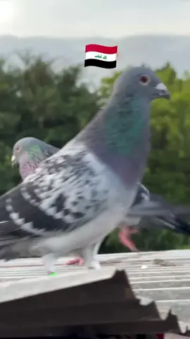 ##سباق_حمام_زاجل #زاجل_بلجيكي #اكسبلووووورررر #زاجل_سباق #زواجل_الموصل ل 
