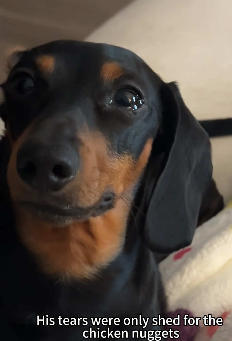 Funny dachshund moments #dog #funny #fyp #dachshund #foryou 