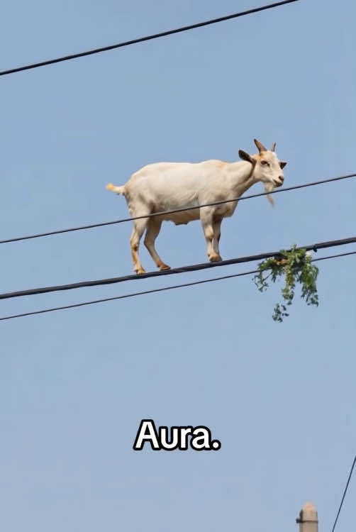 Funny goat 🐐. 