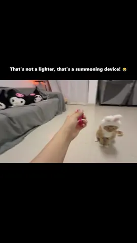 🐱#cute #funny #cuteanimals #cat #kitten 