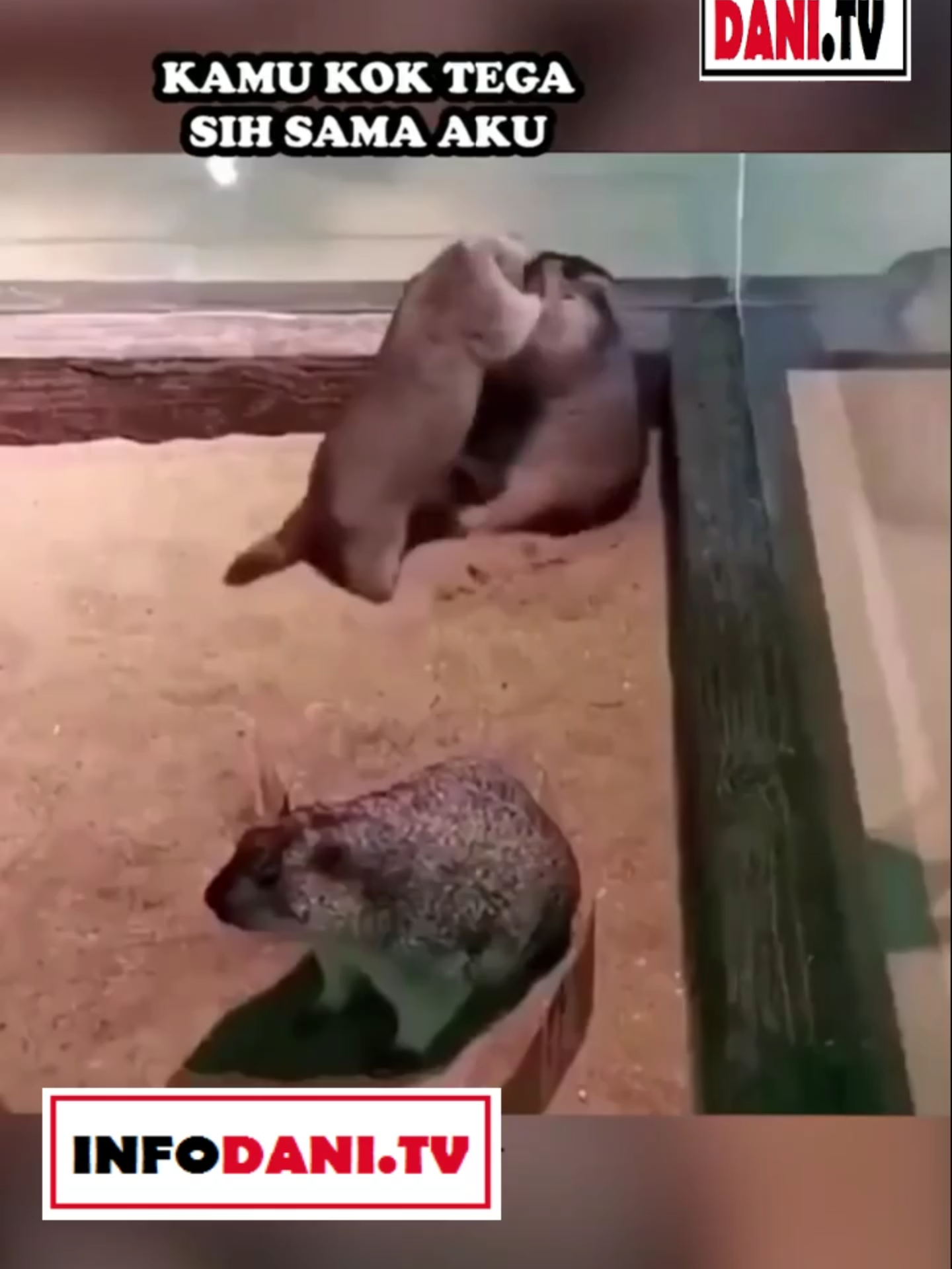 AKU DAN KAMU... :D#animalCUTE #funny #ForYouPage #videolucu #infodanitv #fyp