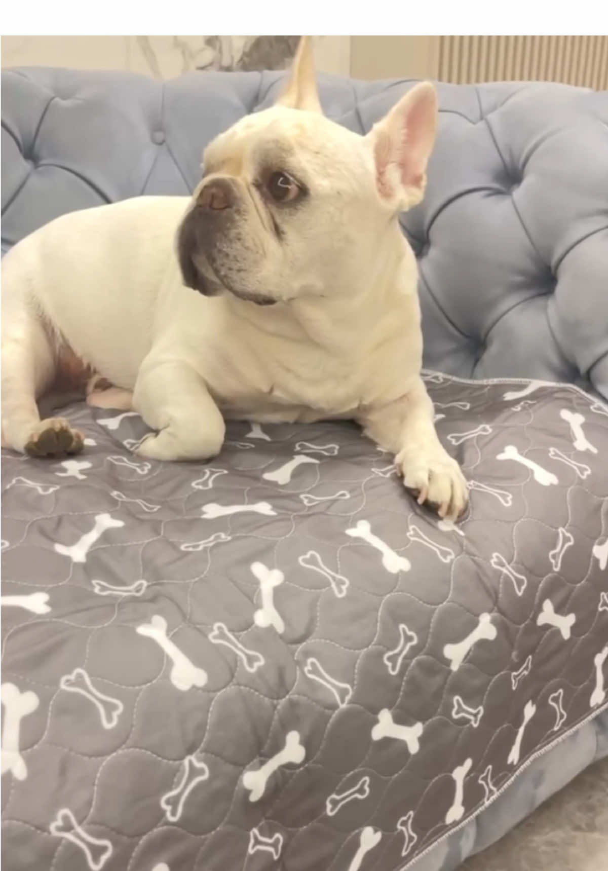 After getting these washable pet pee pads, I found they're actually super practical and good-looking.#dog #pets #petpeepads #petsowner 