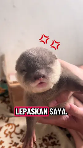 Suara hati Logia pas tahu dipidioin karena udah melek semua matanya 😍 #babyotter #ottermalang #otterlucu #bigotter #logiadotter 