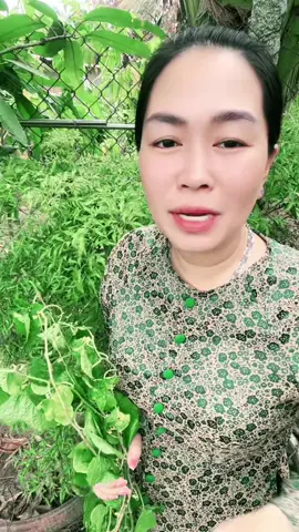Mất ngủ cô chú anh chị tìm 2 loại này nấu uống như trà #baithuocdangian #xuhuong #matngu 