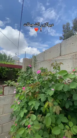 اجوائنا 😍😍❤️‍🔥#مشاهدات #ابوحمام #fyp #لايك_متابعه_اكسبلور #مشاهدات_تيك_توك 