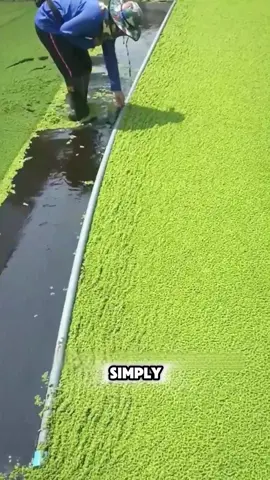 Turn Azolla into a Low-Cost, High-Profit Business#Azolla #businessidea #sustainablefeed #farmprofit #greenbusiness