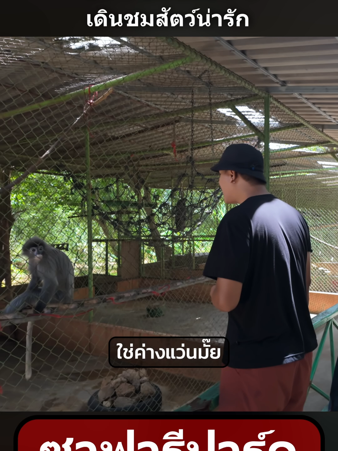 ใช่ค่างแว่นรึเปล่า #tiktokพาเที่ยว