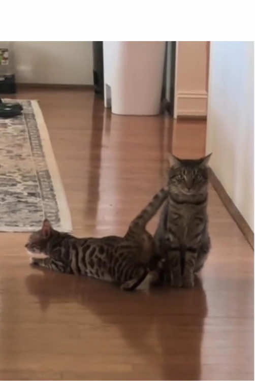 POV: Neutered male cat meets a female in heat… the drama unfolds 😹🔥 #FYP #ForYou #FunnyCats #CatTok #viralcats 
