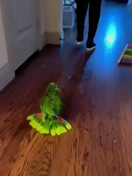 The Parrot:Nature’s Ultimate Mimic #parrot #parrotsoftiktok #foryou #funny 