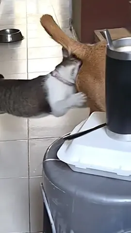 Who Runs the House There's only one answer...😼👹😈#cat #catsoftiktok #funnycat #funnyvideos #funnytiktok #fyp #foryou #tiktok 