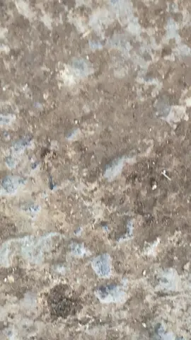 mending mana trondol apa rapih😄#vario125 