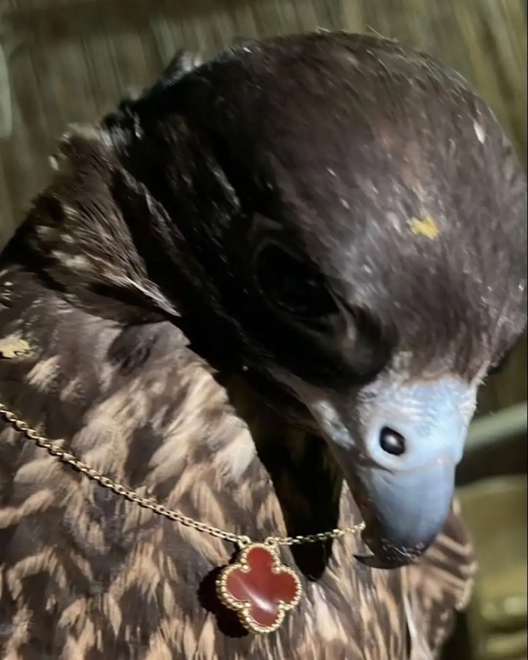 A peregrine falcon wearing what looks like a Van Cleef & Arpels gold necklace worth $4,000. In parts of Central Asia and the Middle East, falcons are highly respected, and dressing them in luxury pieces shows that admiration.