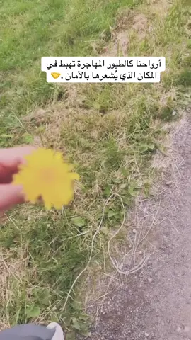 #اكسبلور 