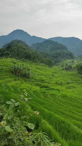 warung ibu yati cisalada bogor view #sawah #bukit #gunung 