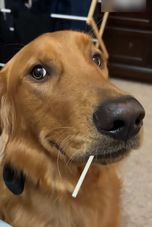 Funny Golden Retriever!😂🐶🤣#dog #tiktok #foryou #fyp #funny 