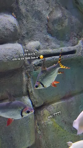 ox tloi đi ox có iu e k??? ox k tloi giận ox lun😖  #VinWonders #GreenCreator #dulich #thuycungphuquoc #xuhuongtiktokk 