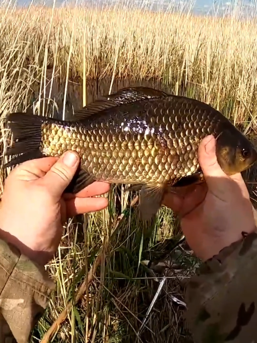 Караси просто огонь #сеть #карась #рыбалка #труба #окунь 
