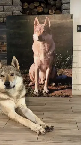 kurdu yaralı bırakmayacaksınız🐺🇹🇷🛖🫡🙏#bozkurt #doga #oba #kurt #obahayati 