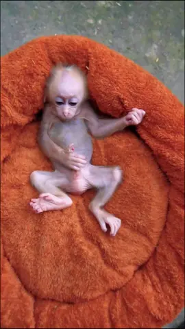 ديما جديد مع قردي #تصميم_فيديوهات🎶🎤🎬 #شعب_الصيني_ماله_حل😂😂 #فوبيا #norel #مهدي 