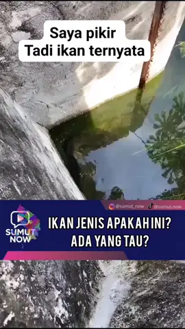 ikan ini enaknya di masak apa we? 🎥 Instagram: @wahasinah67 Follow @sumut_now untuk update informasi sekitar kita #viral #mancing #ular #sawah #banjir 
