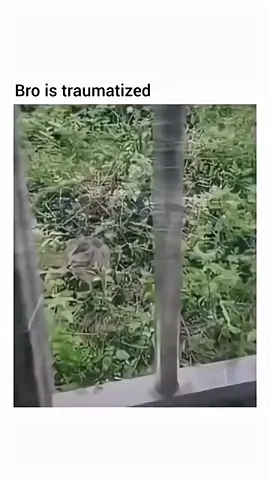 CAT TRAUMATIZED By Ugly 