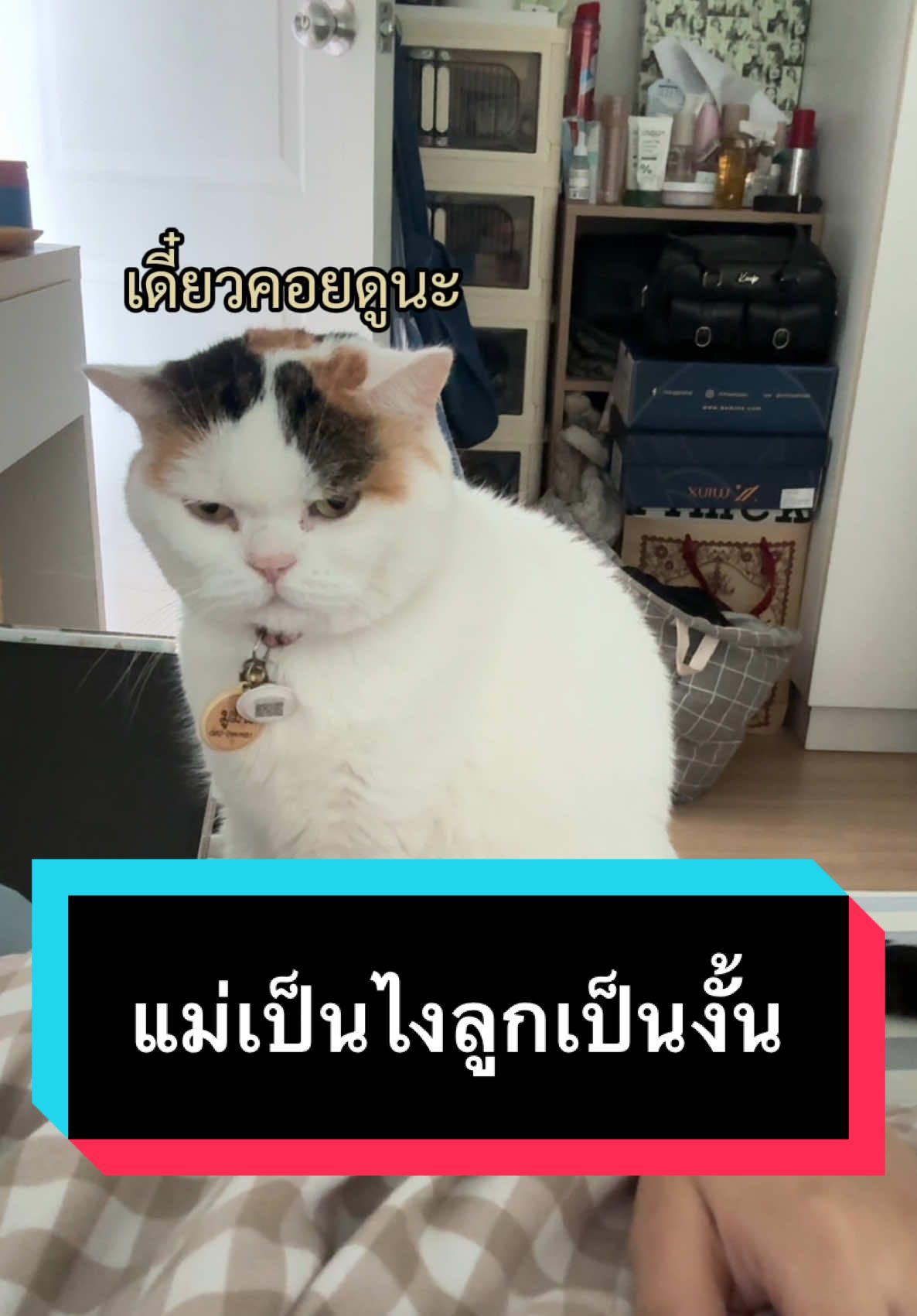 แม่ชอบนอน หนูก็ชอบนอนเหมือนกันแหละ! #มูมินแมวเหนียง #แมวน่ารัก #สวนสัตว์tiktok #cat #catoftiktok 