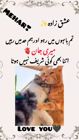 🫀✨#dilkibaat❤️ #couplegoals #unfreezemyacount #foryou 