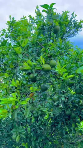 #villagebeauty28 #dontunderreviewmyvideo #fyb #foryoupag 