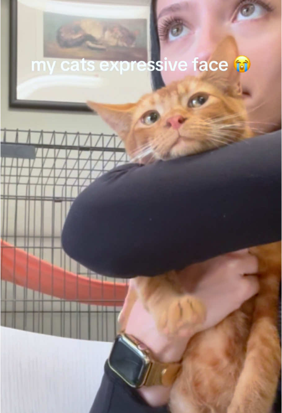 Her eyes say it all 😼#cat #cats #catlover #catsoftiktok #kitten #fyp 