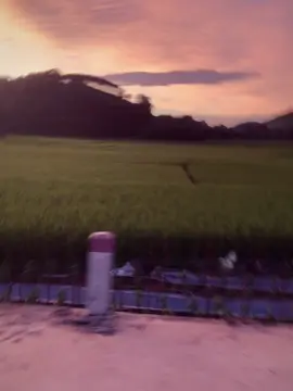 Cap như video  #canhdongquetoi #conduongdihoc #yeuquehuong #vhuyen #xh #phongcanhthiennhien 