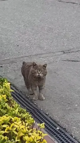 #котенок #чечня 