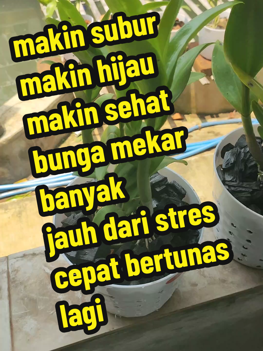 cek disini #pupuk #pupukanggrek #anggrekdendrobium #anggrek #pupukorganik 