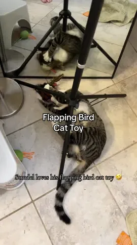 Strudel likes to fold himself up like a pretzel when he’s playing with his flapping bird cat toy 🤣 #flappingbirdtoy #cattoy #cattok #tiktokshopfalldealsforyou 