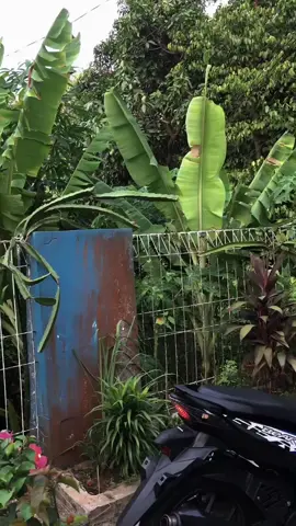 stoplamp mu ngantuk? nih ada stoplamp running dana pelajar sd🤩 #luxxy #beatcbs #creatorsearchinsights2025 #affiliatemarketing #cuantanpabatas 